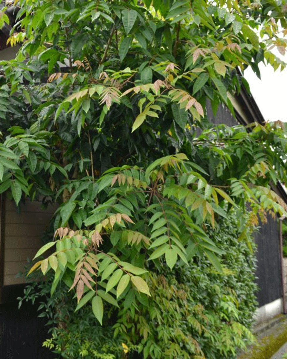 Daiyo Reiskleiewachskerze ROKKAKU [Sechseck]