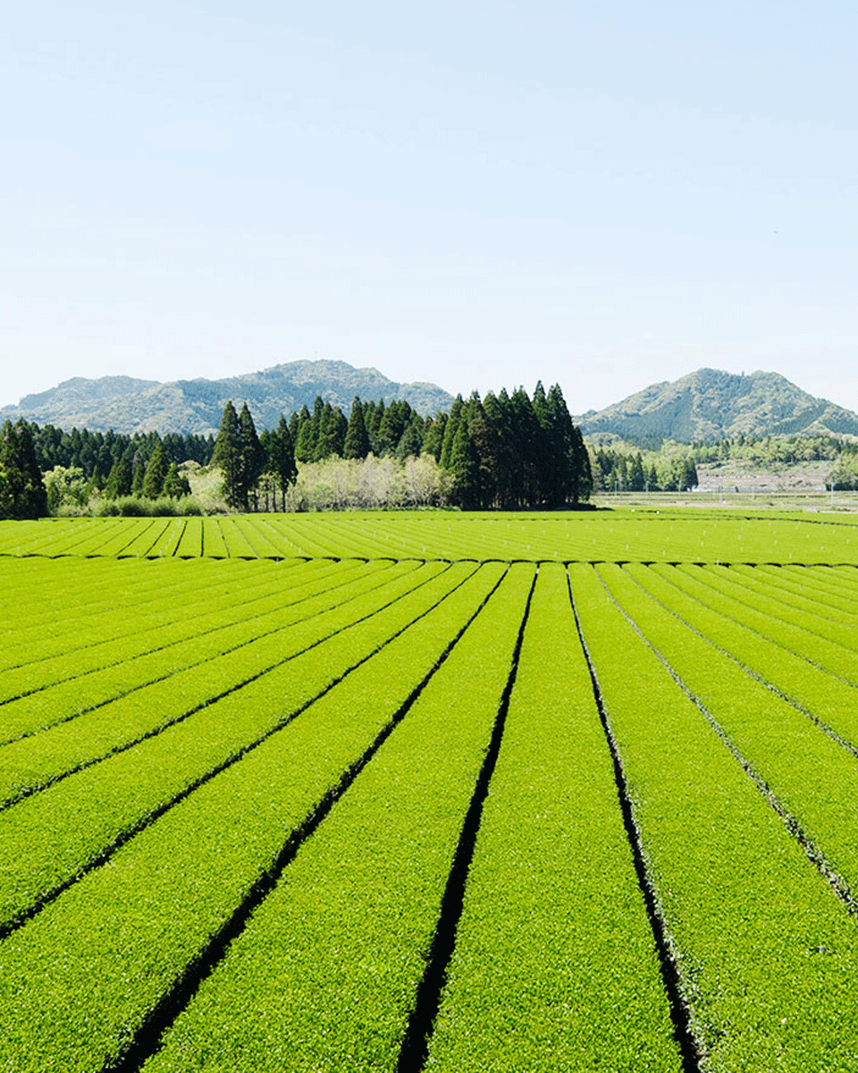 Wakohen Matcha Genmaicha 200g