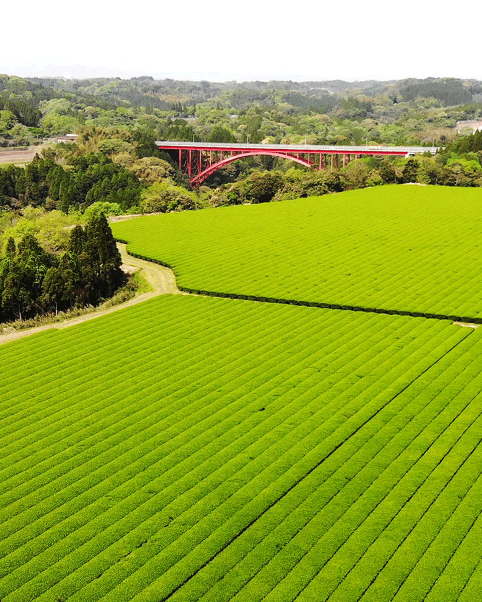 Wakohen Matcha Genmaicha 200g