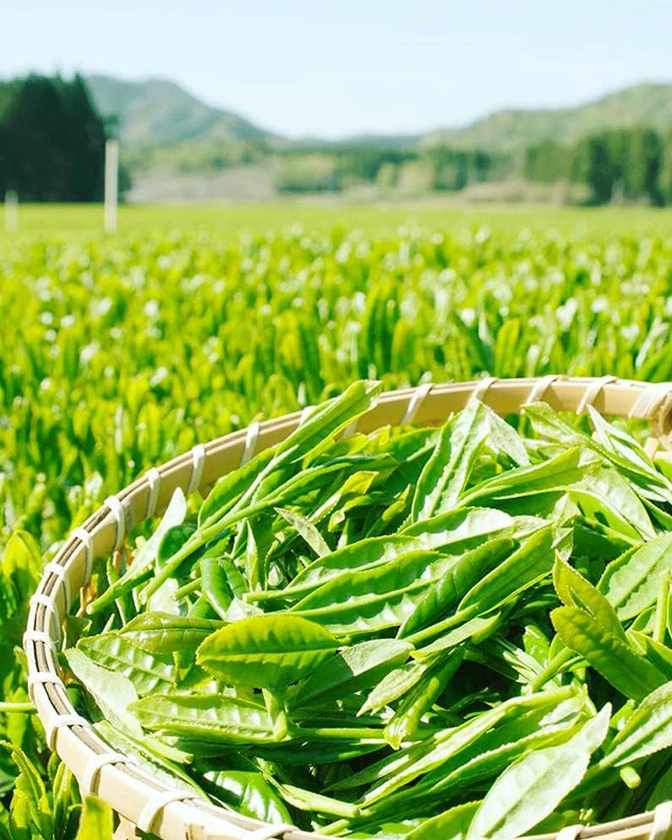 Wakohen Sencha Kodama Kaori 80g